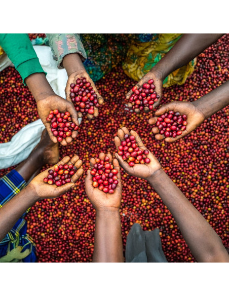 Nordbeans Funky Filtr Uganda 250 g cafea boabe
