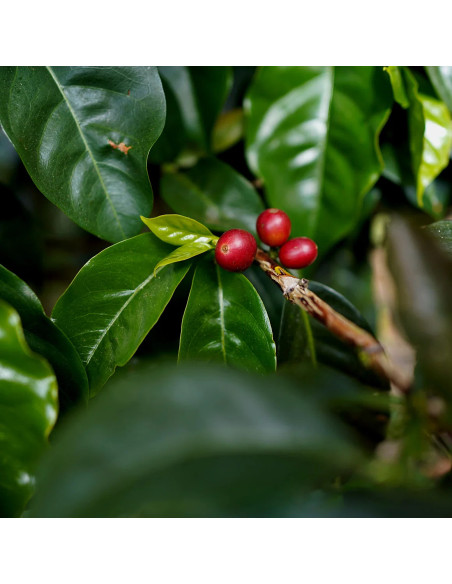 Nordbeans Costa Rica Vara Blanca Honey 250 g