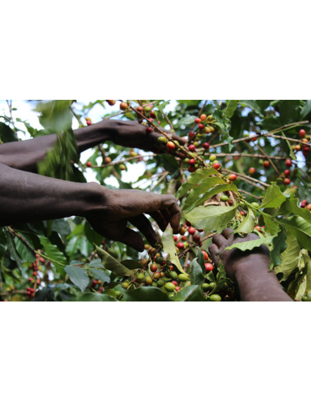 GourmetKáva Specialty - Kenya Ngiriambu 250g