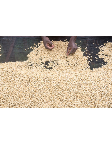 GourmetKáva Specialty - Kenya Kiri 250 g