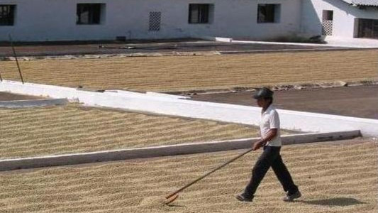 Metode de prelucrare a cafelei, povestea bobului de cafea