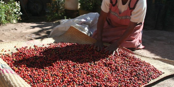 Cafea din comerț echitabil