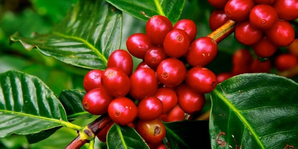 Cafea BIO, cafea organică