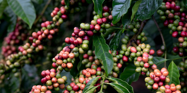 Cum și unde se cultivă cafeaua?