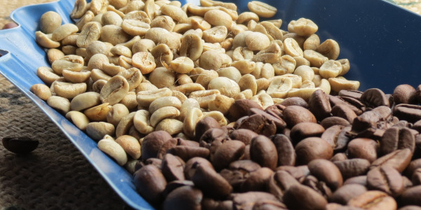 Pregătirea cafelei verzi cu prăjire