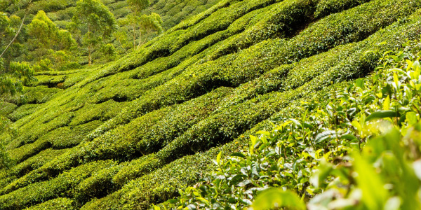 Cum de a alege ceaiul verde