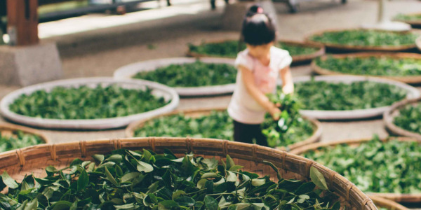 Ceaiul verde - îi cunoașteți efectele?