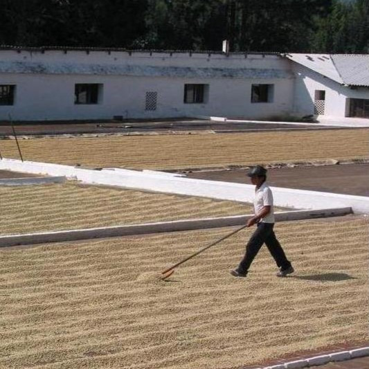 Metode de prelucrare a cafelei, povestea bobului de cafea