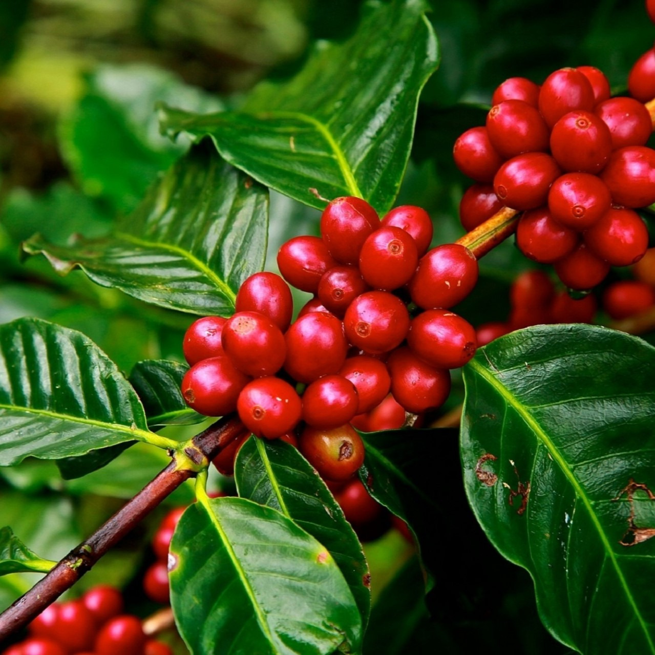 Cafea BIO, cafea organică