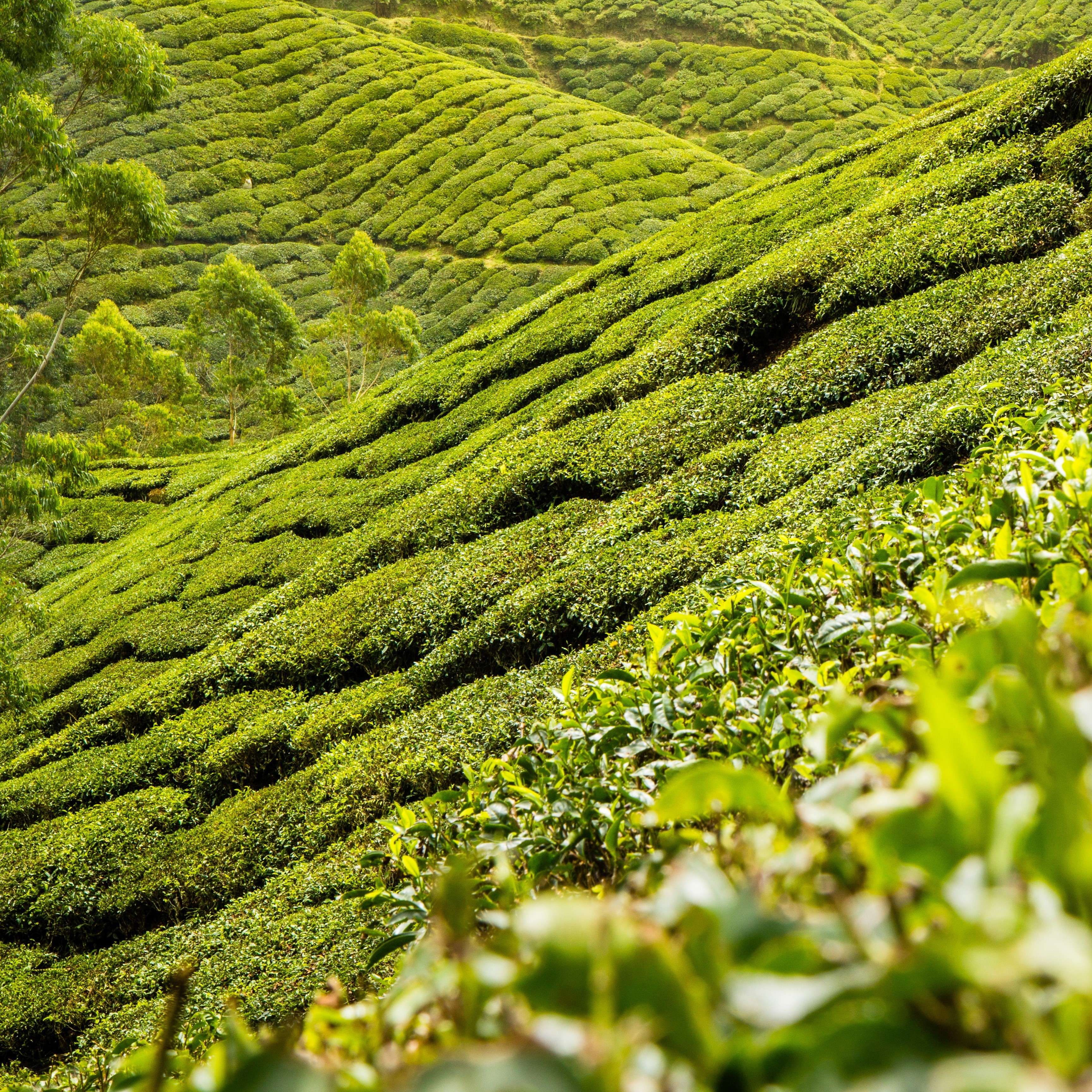 Cum de a alege ceaiul verde