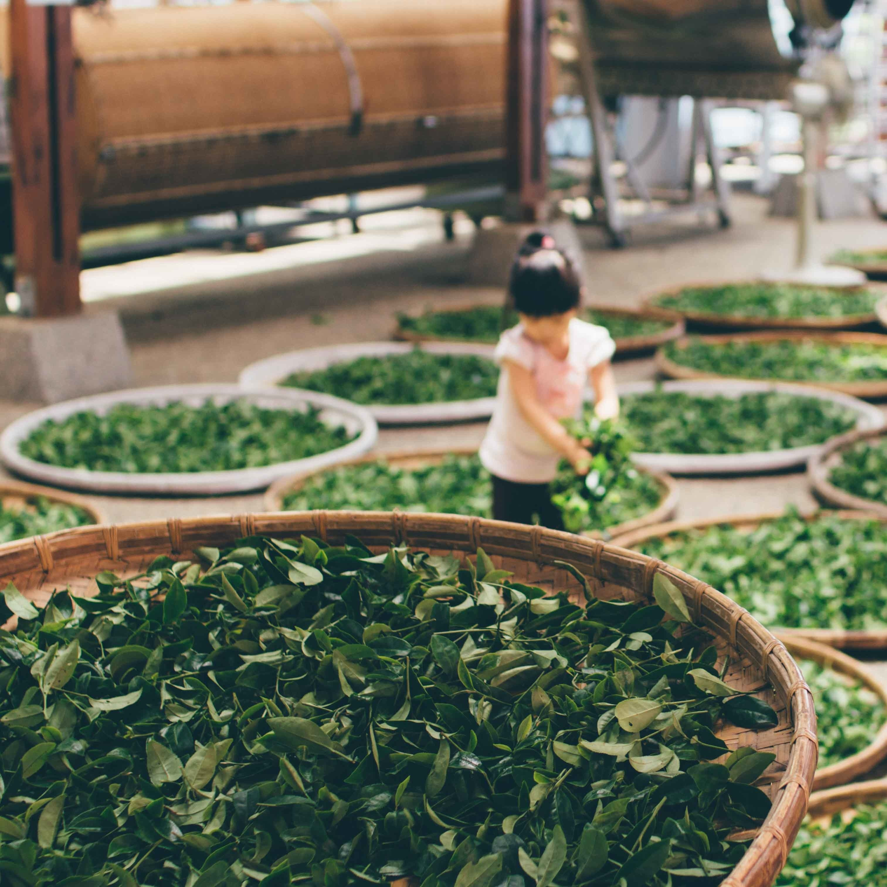 Ceaiul verde - îi cunoașteți efectele?